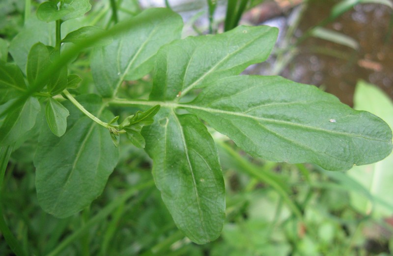 Cardamine amara (Brassicaceae)